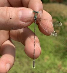 Lestes uncifer