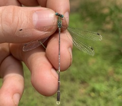 Lestes uncifer