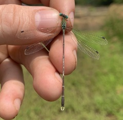 Lestes uncifer