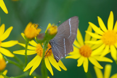 Satyrium w-album