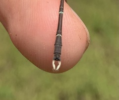 Lestes uncifer
