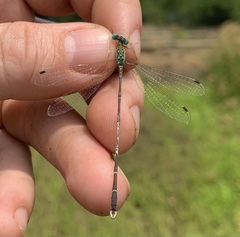 Lestes uncifer