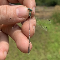 Lestes uncifer