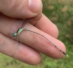Lestes uncifer