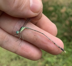Lestes uncifer