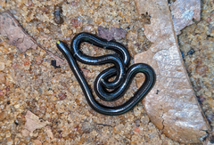 Epictia tenella