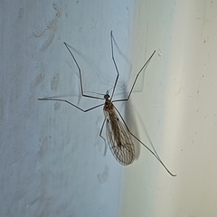 Trichocera