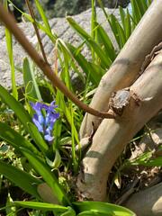 Hyacinthus orientalis