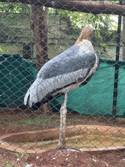 Leptoptilos javanicus