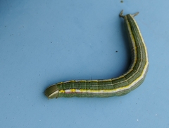 Opsiphanes invirae