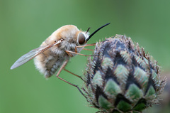 Bombylius posticus