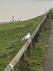 Chroicocephalus ridibundus