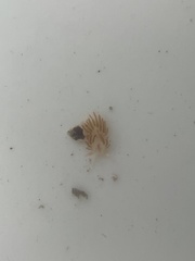 Coryphella