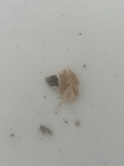 Coryphella