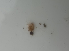 Coryphella