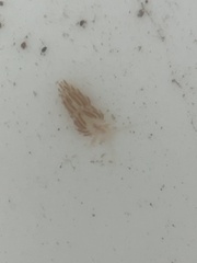 Coryphella