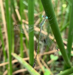 Lestes uncifer