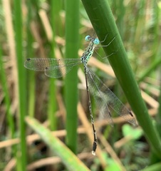 Lestes uncifer