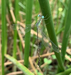 Lestes uncifer