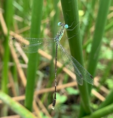 Lestes uncifer