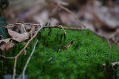Polytrichum formosum