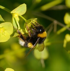 Bombus terrestris lusitanicus