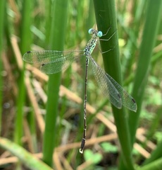Lestes uncifer