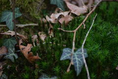 Polytrichum formosum