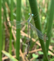 Lestes uncifer