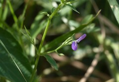 Dicliptera paniculata