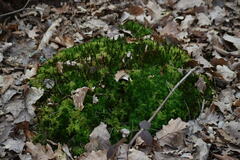 Polytrichum formosum