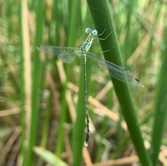 Lestes uncifer