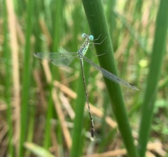 Lestes uncifer