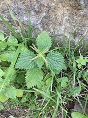 Urtica membranacea