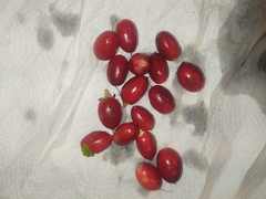 Synsepalum dulcificum