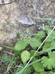 Urtica membranacea