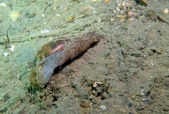 Akera bullata