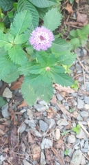 Centratherum punctatum