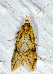 Aethes biscana