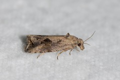 Endothenia nubilana
