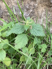 Urtica membranacea