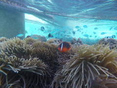 Amphiprion barberi