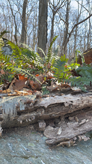 Polypodium virginianum