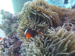 Amphiprion barberi