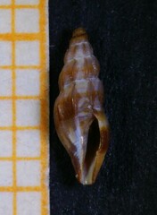 Mangelia