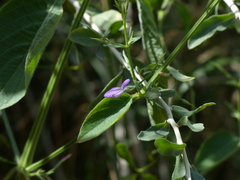 Dicliptera paniculata