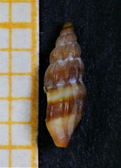 Mangelia