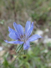Cichorium intybus