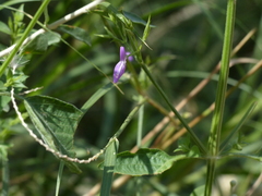 Dicliptera paniculata