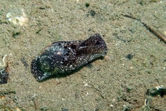 Haminoea navicula